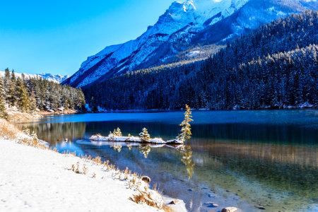A small tree is sitting on a rock in front of a large body of water. The water is calm and clear, reflecting the surrounding mountains. The scene is peaceful and sereneの写真素材