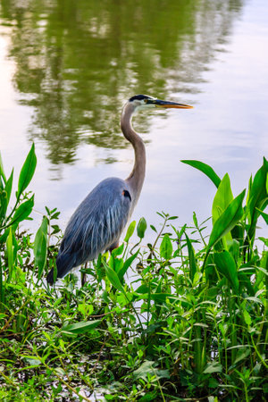 A large blue and gray bird stands in a pond surrounded by green plants. The bird is looking to its rightの写真素材