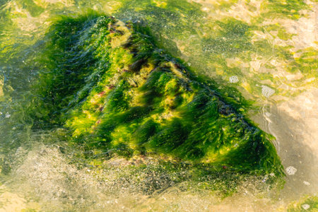 A green rock covered in algae is floating in the water. The rock is covered in green moss and has a...