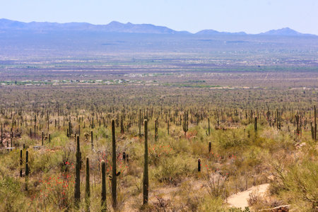 A desert landscape with a large mountain range in the background. The desert is full of cacti and there are no people or buildings in the sceneの写真素材