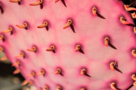 A close up of a pink flower with many small red spikes. The flower is very detailed and the spikes are very prominentの写真素材