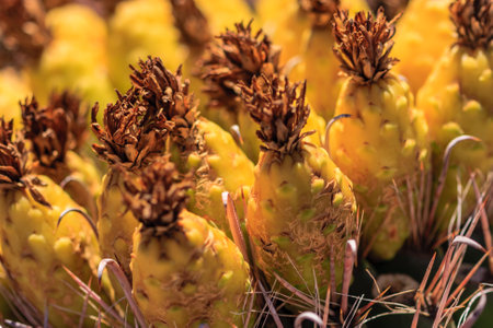 A cluster of yellow flowers with brown tips are displayed in a group. The flowers are vibrant and eye-catching, with their contrasting colors of yellow and brownの写真素材
