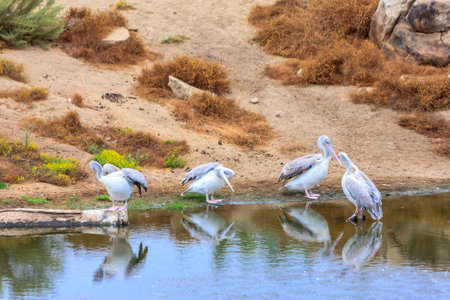 A group of pelicans are standing in a body of water. The water is calm and the birds are enjoying the coolness of the waterの写真素材