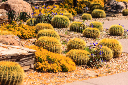 A desert landscape with a variety of cacti and flowers. The cacti are yellow and the flowers are blueの写真素材