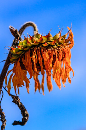 A dried up sunflower with brown and yellow petals. The sunflower is wilted and drooping, with its stem hanging down. The sky is clear and blue, providing a stark contrast to the flowerの写真素材