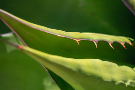 The leaf is green and has a red tip. The leaf is on a plant
