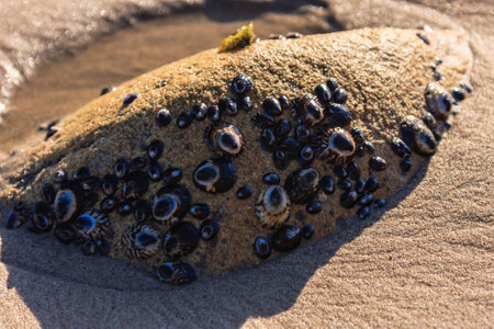 A rock covered in many small shells and other sea creatures. The image has a mood of mystery and...