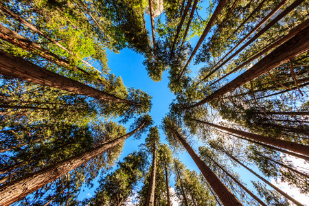 A forest with a blue sky above it. The trees are tall and the sky is clear. Concept of peace and...