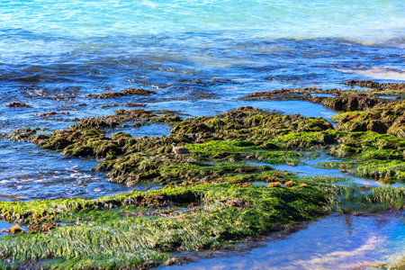 A rocky shoreline with a lot of green seaweed. The water is calm and clear. The image has a peaceful and serene moodの写真素材