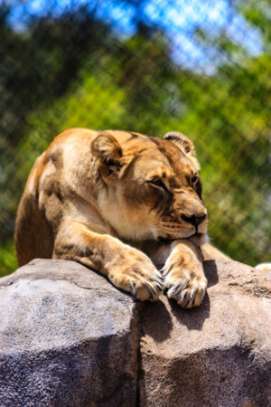 A lion is laying on a rock in a zoo enclosure. The lion appears to be relaxed and comfortable in its environmentの写真素材