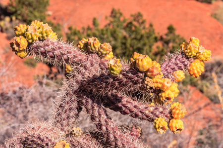 A cactus with many spines and yellow flowers. The cactus is in a desert settingの写真素材