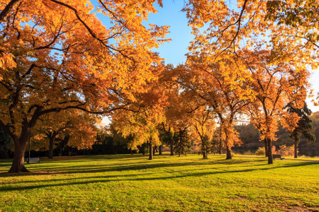 A park with trees in the background and a grassy field in the foreground. The trees are full of...
