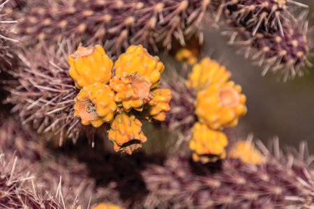 A close up of a yellow flower with brown spots. The flower is surrounded by brown and yellow branchesの写真素材
