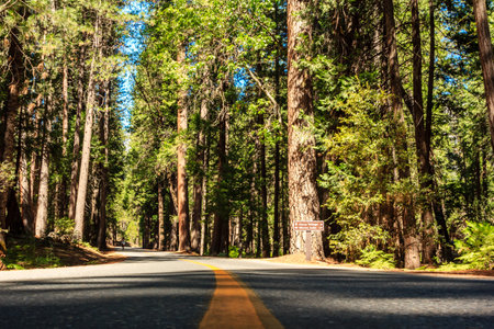 A road with a yellow line and trees in the background. The road is empty and the trees are tallの写真素材