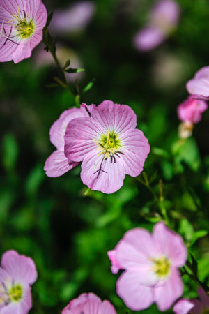 A bunch of pink flowers with yellow centers. The flowers are in a field and are surrounded by green...