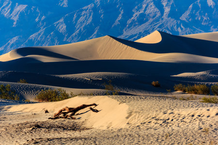 A desert landscape with sand dunes and some vegetation. The vegetation is the only sign of life in the otherwise barren landscapeの写真素材