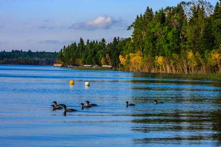 A group of ducks are swimming in a lake. The water is calm and clear. The sky is blue and there are trees in the backgroundの写真素材