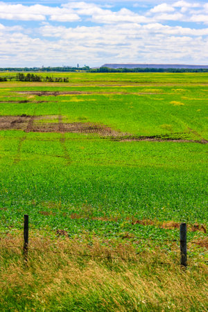 A field of grass with a fence in the background. The grass is green and the sky is blueの写真素材