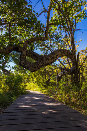 A tree with a long trunk is in the middle of a forest. The trunk is bent and twisted, and it is surrounded by a path. The sky is clear and blue, and the sun is shining brightlyの写真素材