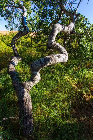 A tree with a long trunk and branches. The trunk is brown and the branches are green. The tree is in a field with grassの写真素材