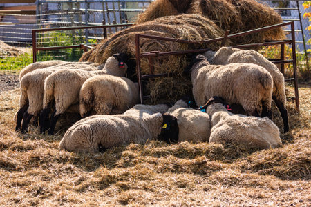 A group of sheep are eating hay in a pen. The sheep are all different sizes and are laying down or standing up. The hay is piled high in the pen, and the sheep are eating from itの写真素材