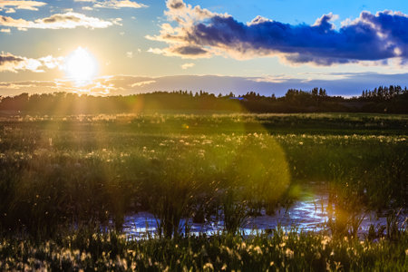 A field of grass with a sun shining on it. The sun is setting and the sky is cloudyの写真素材