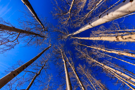 A tree with a blue sky in the background. The trees are tall and thin