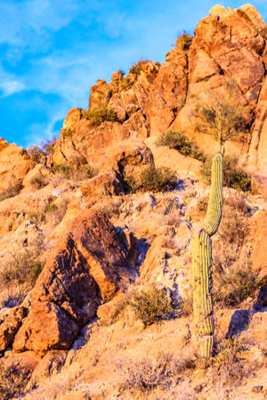 A cactus is standing on a rocky hillside. The cactus is tall and has a brown stem. The hillside is rocky and barren, with no vegetation in sight. The sky is blue and clear, with no clouds in sightの写真素材