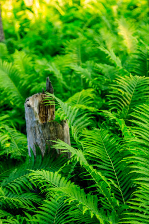 A tree stump is surrounded by green ferns. The ferns are lush and green, and the stump is partially visible. Concept of nature and tranquility, with the ferns providing a peacefulの写真素材