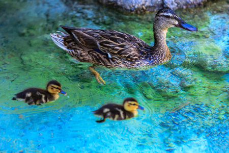A mother duck is leading her ducklings through a body of water. The water is clear and blue, and the ducks are swimming in itの写真素材