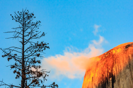 A tree is in front of a mountain with a blue sky. The sky is clear and the sun is shining brightlyの写真素材