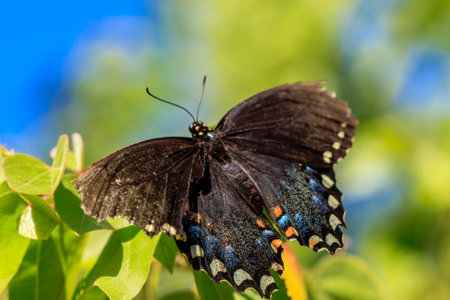 A black butterfly is perched on a leaf. The butterfly is surrounded by green leaves and the sky is blueの写真素材