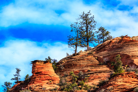 A tree is growing on a rocky hillside. The hill is covered in red rocks and the sky is blueの写真素材