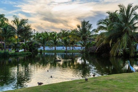 A pond with ducks and a bird on the grass. The sky is cloudy and the sun is settingの写真素材