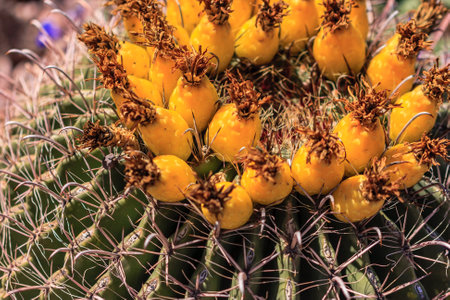 A cactus with yellow flowers is in the foreground. The cactus is surrounded by a green stemの写真素材