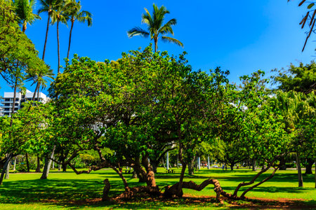 A large tree with a trunk that is bent and twisted. The tree is surrounded by a lush green park with palm trees in the background. The scene is peaceful and sereneの写真素材