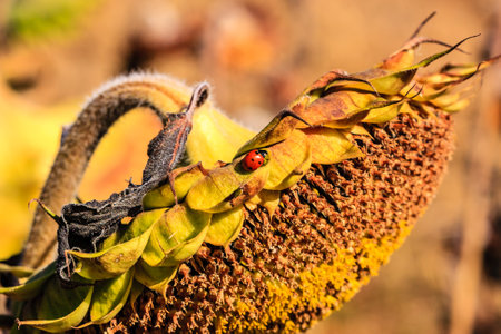 A sunflower with a ladybug on it.