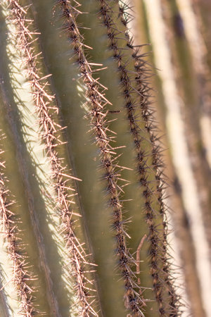 A cactus with spines is shown in a close up. The spines are brown and the cactus is tanの写真素材