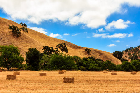 A field of hay bales sits on a hillside. The sky is blue and the sun is shiningの写真素材