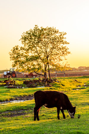 A cow is grazing in a field with a tractor and a tree in the background. The scene is peaceful and serene, with the cow enjoying the fresh grass and the calm atmosphereの写真素材