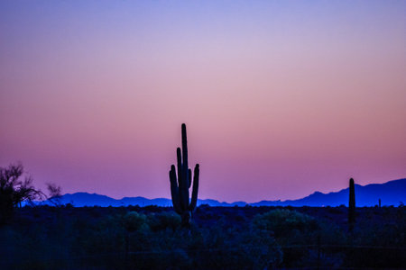 A cactus is standing in a desert landscape with a beautiful sunset in the background. The sky is a mix of purple and blue, creating a serene and peaceful atmosphereの写真素材