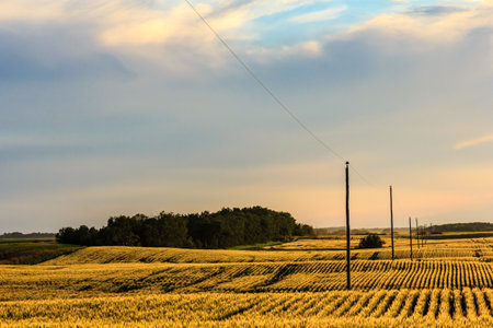 A field of yellow corn with a sky in the background. The sky is cloudy and the sun is settingの写真素材