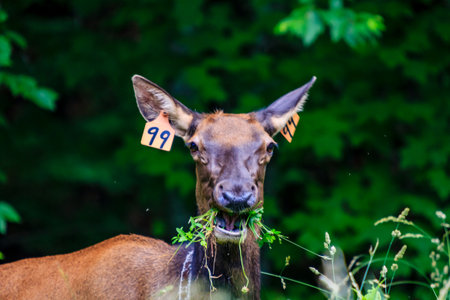 A deer with a tag on its ear is eating grass. The tag has the number 99 on itの写真素材