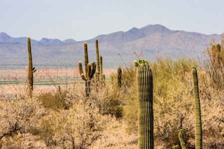 A desert landscape with a few cacti and a mountain in the background. The cacti are tall and spiky, and the desert is dry and barren. Scene is one of solitude and isolationの写真素材