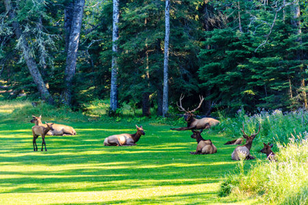 A herd of deer are resting in a grassy field. The scene is peaceful and serene, with the animals lounging in the sun and enjoying the shade of the treesの写真素材