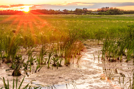 A field of tall grass with a sun shining on it. The sun is setting and the sky is orangeの写真素材