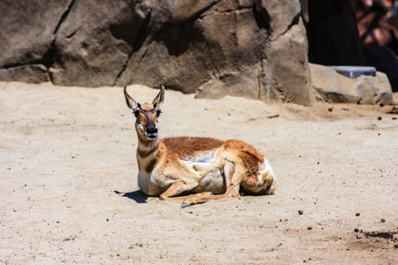 A brown and white deer is laying down on the ground in a sandy area. Concept of calm and relaxation, as the deer appears to be at ease in its natural habitatの写真素材