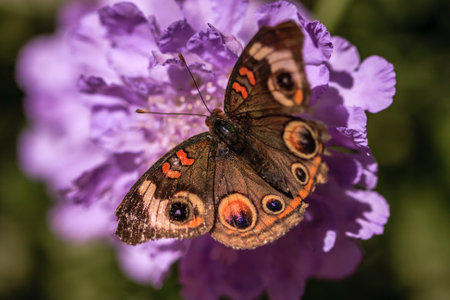 A butterfly is sitting on a purple flower. The butterfly is brown and orange with black spots. The...