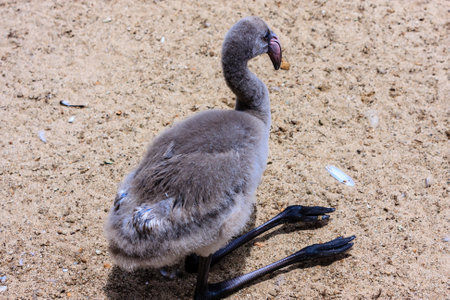 A baby bird is standing on the sand with its feet in the air. The bird is small and has a pink beak