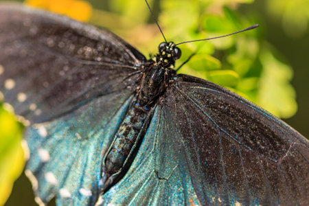 A butterfly with a black body and blue wings. The wings are spread out and the butterfly is resting...